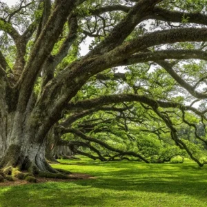 Akustikbild Pro Baum der Ewigkeit