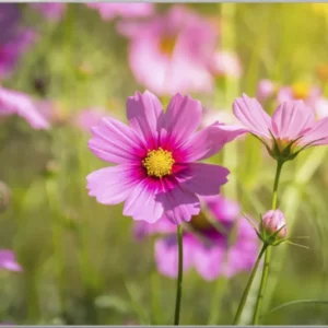 Bild & Rahmen Zarte rosa Blüten 1