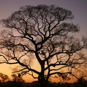 Acrylglasbild Gigantischer Baum im Sonnenuntergang