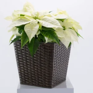 Elegant Einrichten | Pflanzkübel | quadratisch konisch | Polyrattan | 26x26x24cm | Mocca
