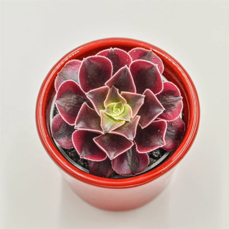 Aeonium Wheels of Fascination - 6cm