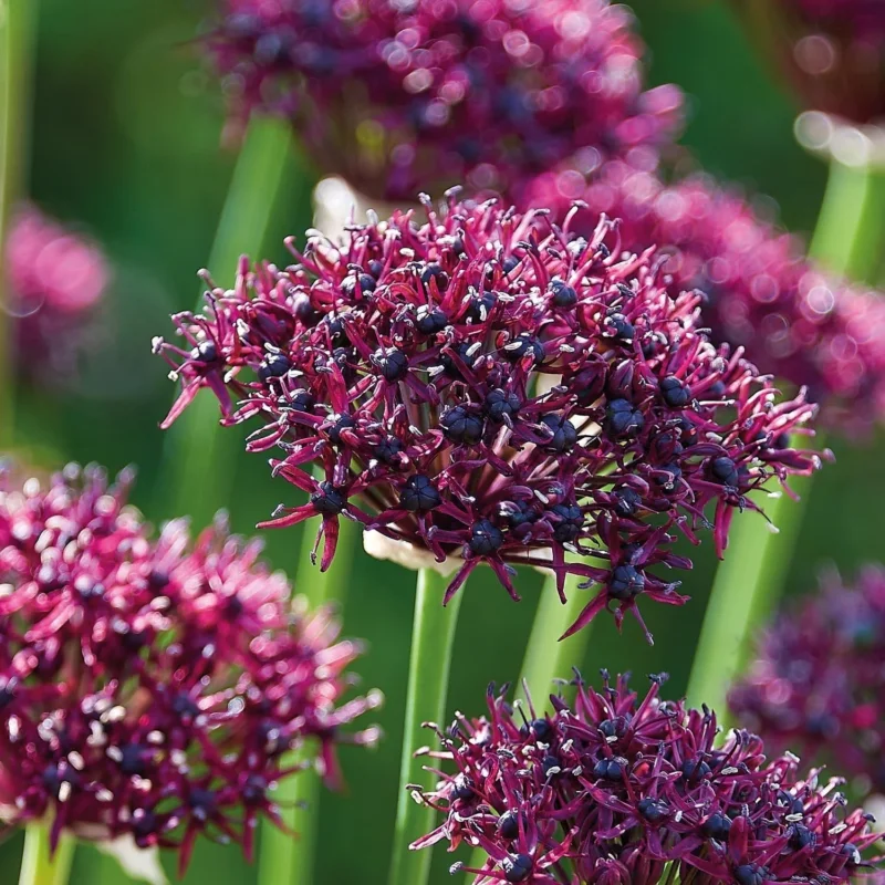 Allium, Zierlauch 'Atropurpereum'