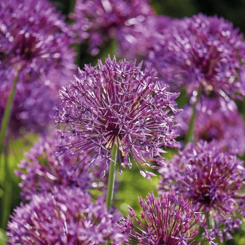 Allium, Zierlauch 'Purple Rain'