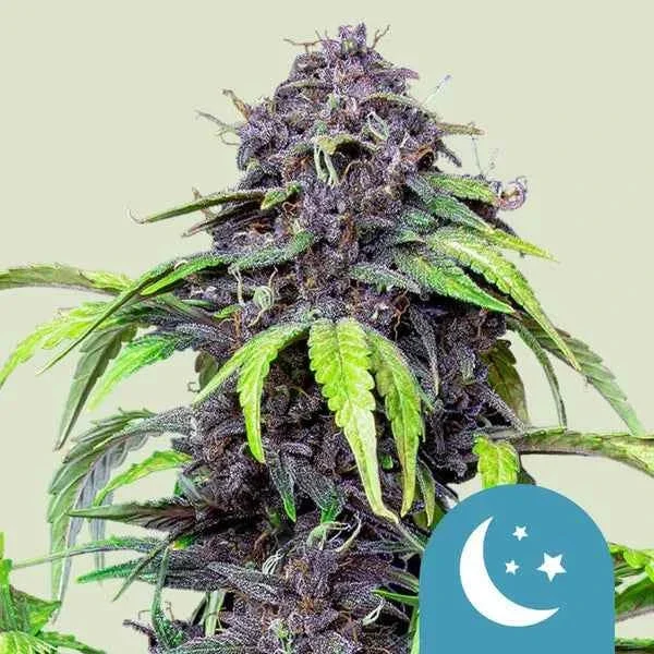 Royal Queen Seeds Purplematic CBD Fem 3St.