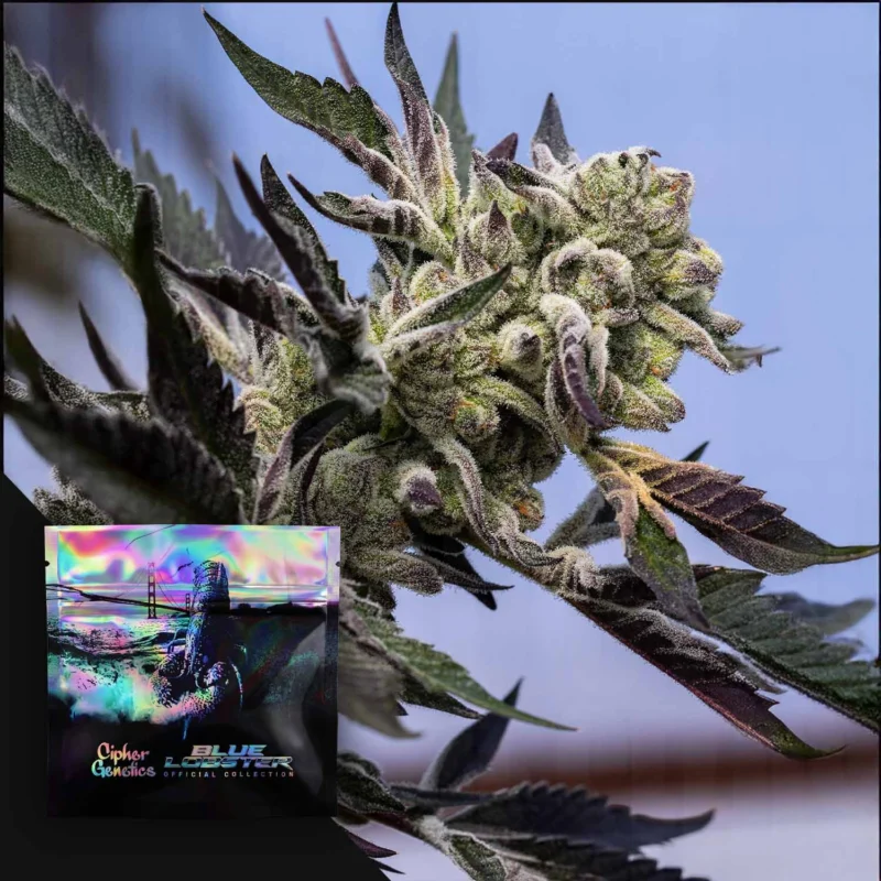 Cipher Genetics Blueberry Lobster Fem 3 St.