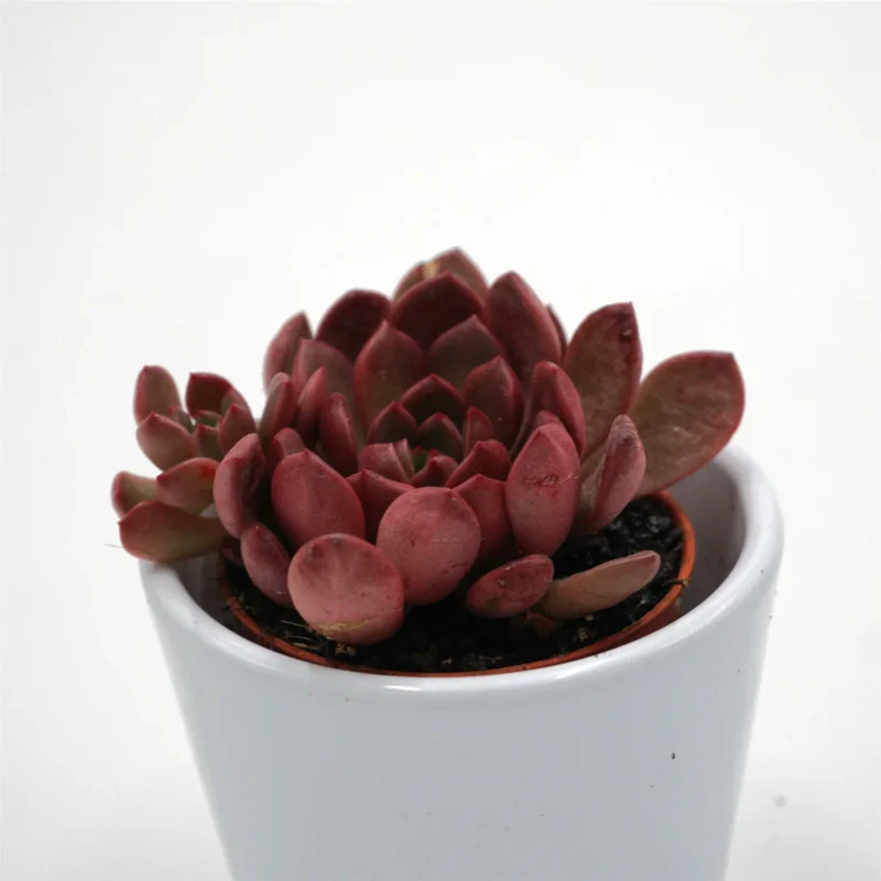 x Graptoveria Pink Ruby - 5,5cm